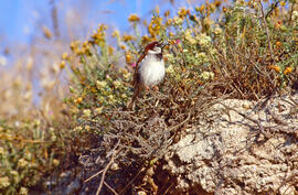 Pardal ("Passer domesticus")