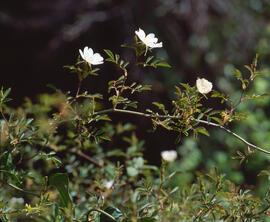 Roser agrest ("Rosa agrestis")