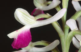 Orquídia ("Orchis mascula")