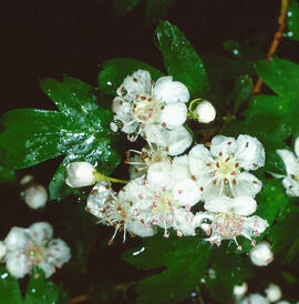 Arç blanc ("Crataegus monogyna")
