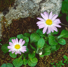 Margalida ("Bellis sylvestris")