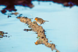 Rupit ("Erithacus rubecula")