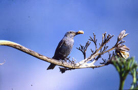 Pàssera ("Monticola solitarius")