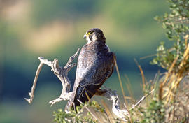 Falcó ("Falco peregrinus")