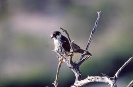 Falcó ("Falco peregrinus")