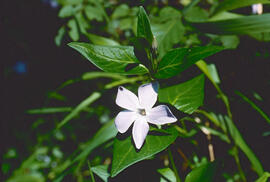 "Vinca major"