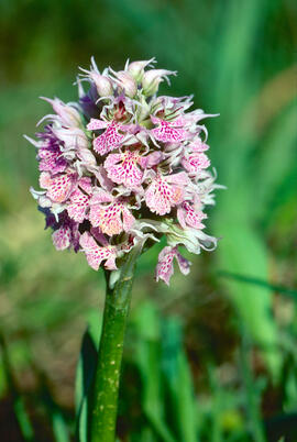 Orquídia ("Neotinea tridentata")