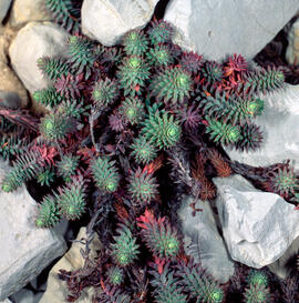 Crespinell gros ("Sedum sediforme")