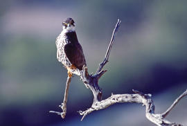 Falcó ("Falco peregrinus")