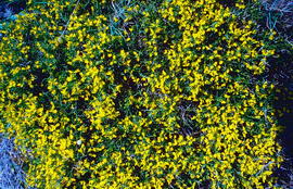 Gatosa ("Genista scorpius")