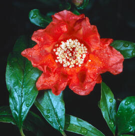 Flor de magraner ("Punica granatum")
