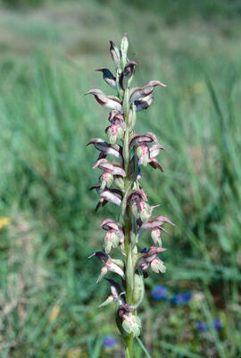 Abellera olorosa ("Anacamptis coriophora")