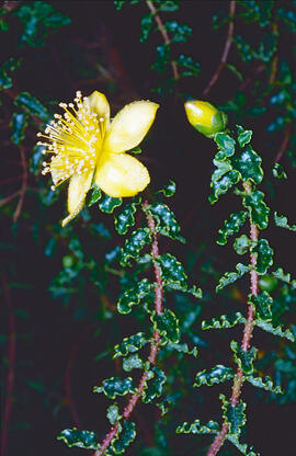 Herba de Sant Joan ("Hypericum perforatum")
