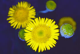 Herba de Sant Roc ("Pulicaria dysenterica")
