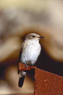 Picamosques ("Muscicapa striata")