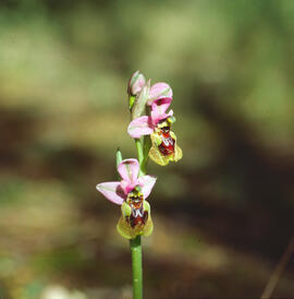 Abellera vermella ("Ophrys tenthredinifera")