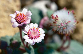 Margalida ("Bellis perennis")