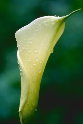 Lliri d'aigua ("Zantedeschia aethiopica")
