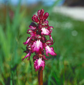 Botons de ca ("Orchis purpurea")