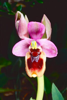 Mosca vermella ("Ophrys tenthredinifera")