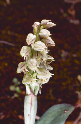 Orquídia ("Neotinea tridentata")