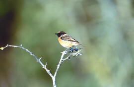 Vitrac ("Saxicola rubicola")
