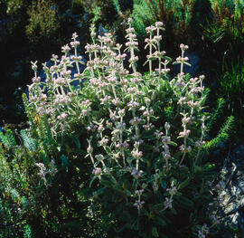 Herba de Sant Pelegrí ("Stachys byzantina")