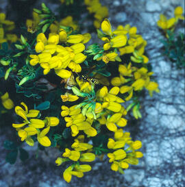 Botgeta alpestre ("Alyssum alpestre")