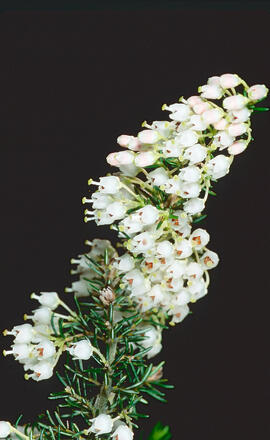 Bruc ("Erica arborea")