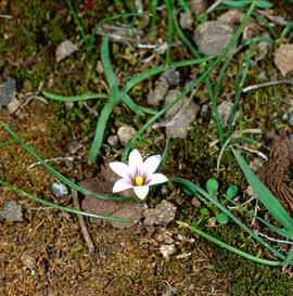 Romúlea ("Romulea columnae")