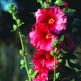 Cascall ("Papaver somniferum")