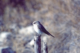 Picamosques ("Muscicapa striata")