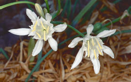 Lliri de mar ("Pancratium maritimum")