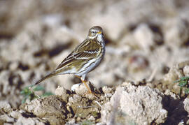 Sól·lera ("Emberiza calandra")