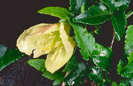 ("Helleborus lividus")