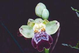 Mosca vermella ("Ophrys tenthredinifera")