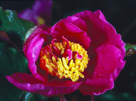 Peònia ("Paeonia mascula")