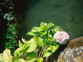 Hortènsia ("Hydrangea macrophylla")
