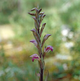 Clavell ("Limodorum abortivum")