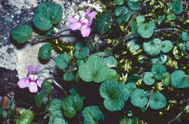 Picardia ("Cymbalaria muralis")