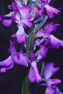 Orquídia ("Orchis mascula")