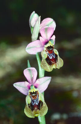 Mosca vermella ("Ophrys tenthredinifera")