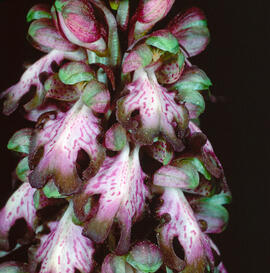 Mosques grosses ("Himantoglossum robertianum")