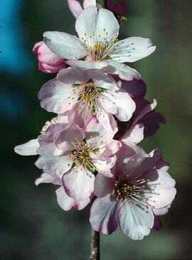 Ametller ("Prunus dulcis")