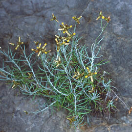Esparraguera marina ("Asparagus stipularis")