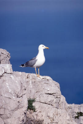 Gavina ("Larus michahellis")