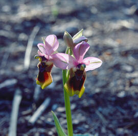 Abellera vermella ("Ophrys tenthredinifera")