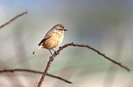 Vitrac ("Saxicola rubicola")