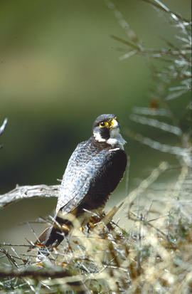 Falcó ("Falco peregrinus")