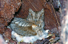 Mussol amb els seus polls ("Otus scops")
